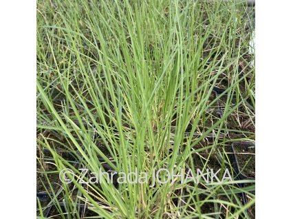 Sesleria autumnalis