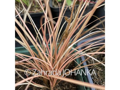 Carex comans 'Rosaly' _2