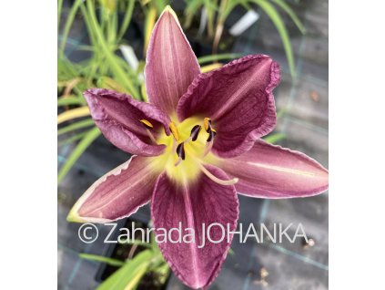 Hemerocallis hybr. 'Christmas Is'