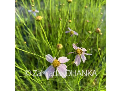 Coreopsis rosea_2