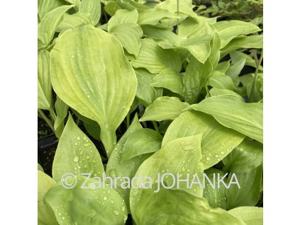 Hosta 'Royal Standard' (plantaginea)_2