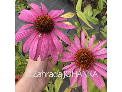 Echinacea purpurea 'Primadonna Deep Pink'_1