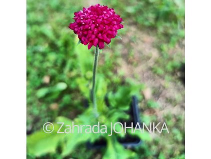 Knautia macedonica 'Red Knight'_1