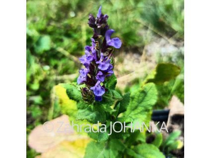 Salvia nemorosa 'Blau Königin'_2