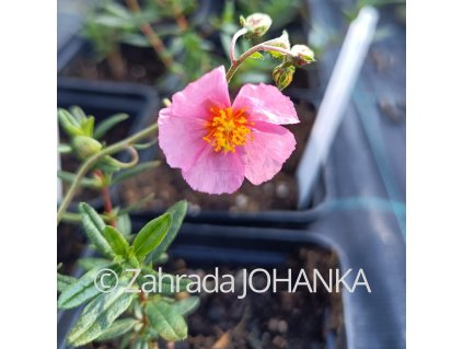 Helianthemum 'Lawrenson's Pink'