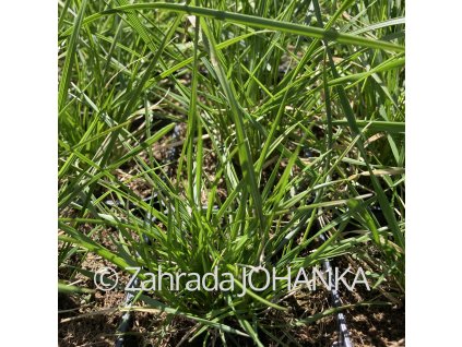 Deschampsia caespitosa