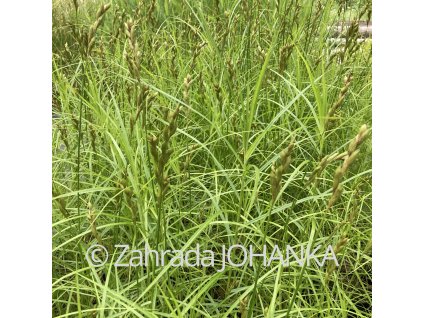 Carex muskingumensis 'Little Midge' _4