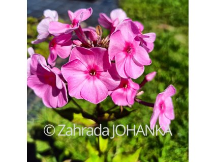 Phlox amplifolia 'Minnehaha'