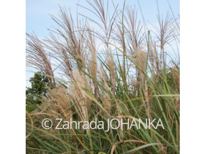 Miscanthus sinensis 'Grosse Fontaine'