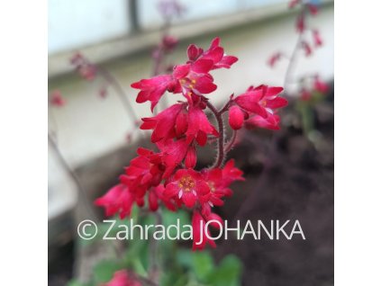 Heuchera americana hybr. 'Marble'