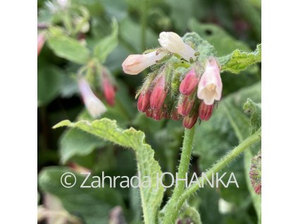 Symphytum grandiflorum