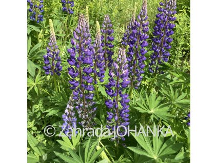 Lupinus polyphyllus_4