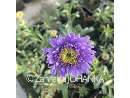 Aster alpinus 'Sabine'