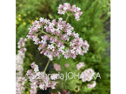 Valeriana officinalis_1