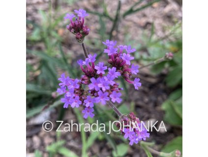Verbena bonariensis_3
