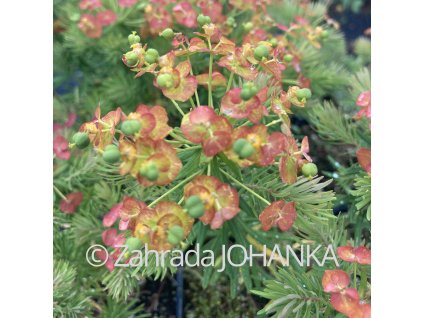 Euphorbia cyparissias 'Orange Man'_1