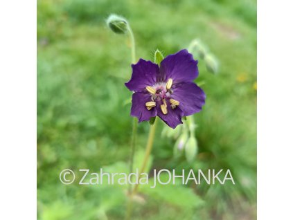 Geranium phaeum 'Lily Lovell'