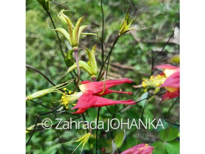 Aquilegia canadensis 'Little Lanterns'_3