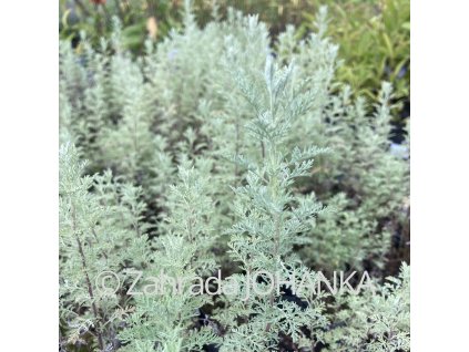 Artemisia pontica_2