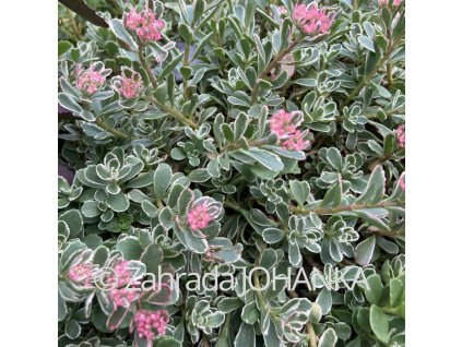 Sedum spurium 'Variegatum'_2