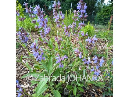 Salvia officinalis _3