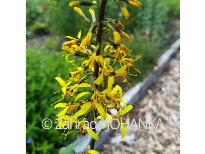 Ligularia przewalskii_6