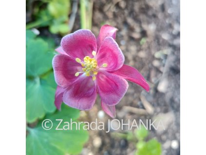 Aquilegia vulgaris 'Winky Rose-Rose'_3