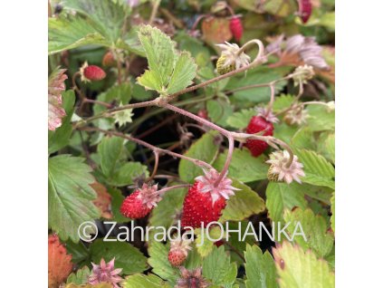 Fragaria vesca