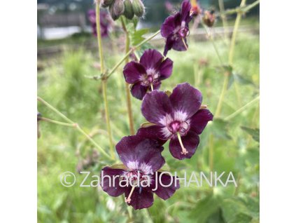 Geranium phaeum 'Raven'_1
