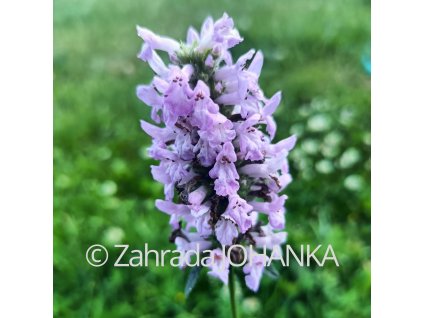 Betonica officinalis _1