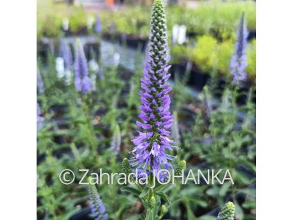 Veronica spicata 'Nana Blauteppich'_1