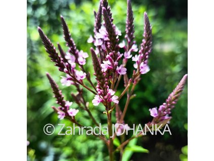 Verbena hastata 'Rosea' _1