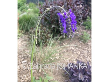 Salvia nutans_4