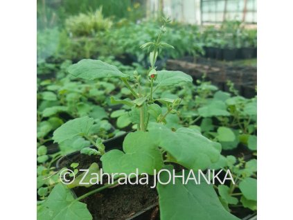 Salvia roemeriana 'Arriba'_2
