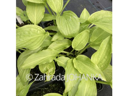 Hosta 'Honeybells'_4