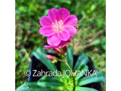 Lewisia Cotyledon-Hybr. 'Sunset Ruby-Red'_4