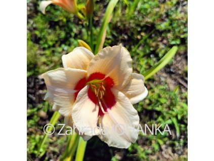 Hemerocallis hybr. 'Pandora's Box'_4