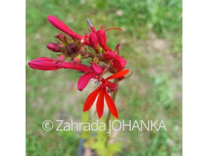 Lobelia cardinalis_2