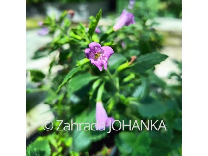 Calamintha grandiflora_1