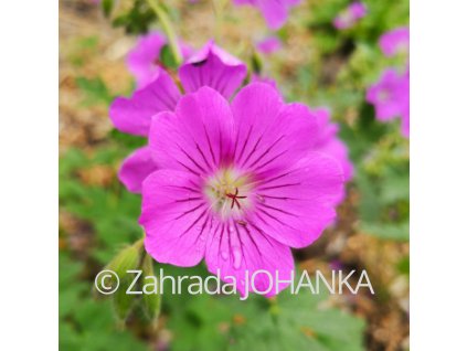 Geranium x gracile 'Sirak'