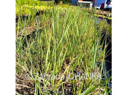 Panicum virgatum 'Prairie Sky'