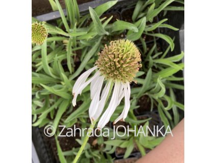 Echinacea pallida 'Hula dancer'_3
