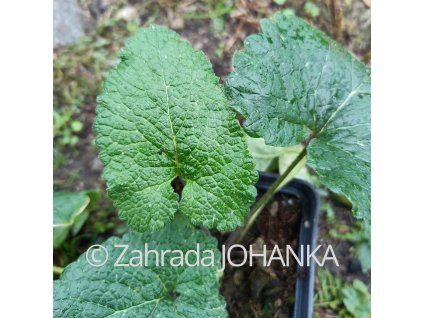 Phlomis tuberosa 'Bronze Flamingo'