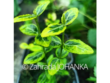 Euonymus fortunei 'Emerald'n Gold'_1