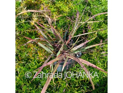 Eragrostis spectabilis 'Purple Love Grass'_2