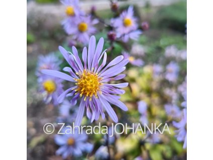 Aster laevis 'Calliope' _1