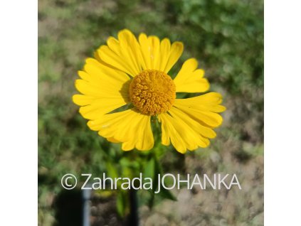 Helenium autumnale 'Helena Gold' _1