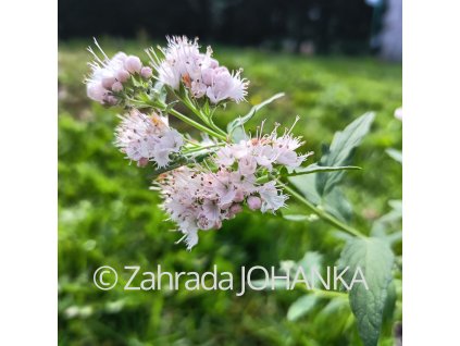 Caryopteris clandonensis 'Stephi'_3