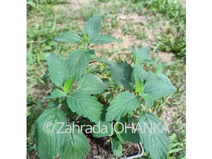 Caryopteris clandonensis 'Pagoda Dark Pink'_1