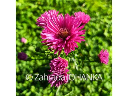 Aster dumosus 'Jenny_1